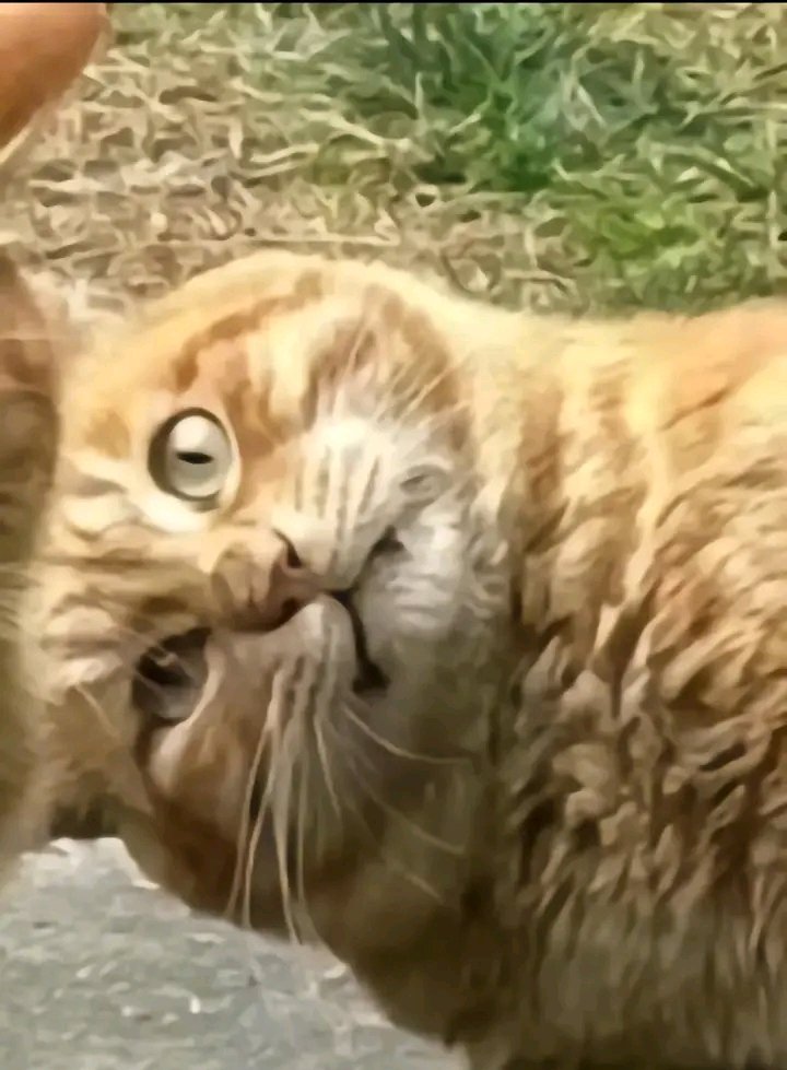 nocontextscats's tweet photo. Me trying to make you laugh when you're in a bad mood https://t.co/owciGEfEBg