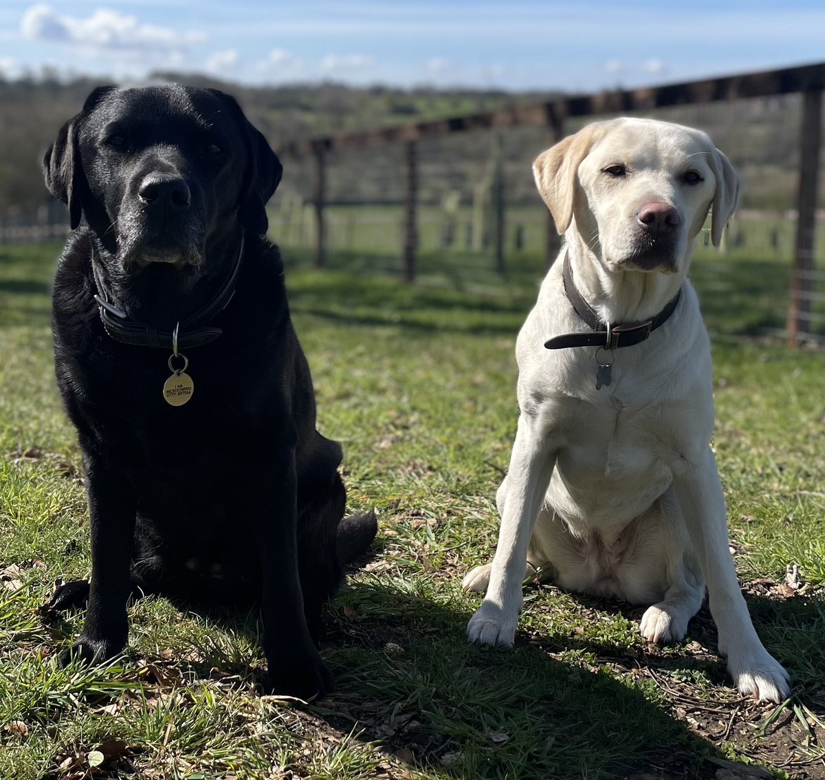 VitaComms's tweet photo. Wishing my faithful office dogs, PT instructors, work colleagues and canine best friends a happy International Labrador Day! #internationallabradorday #officedogs #animalhealthpr #petfoodpr https://t.co/PZFovC4q9A
