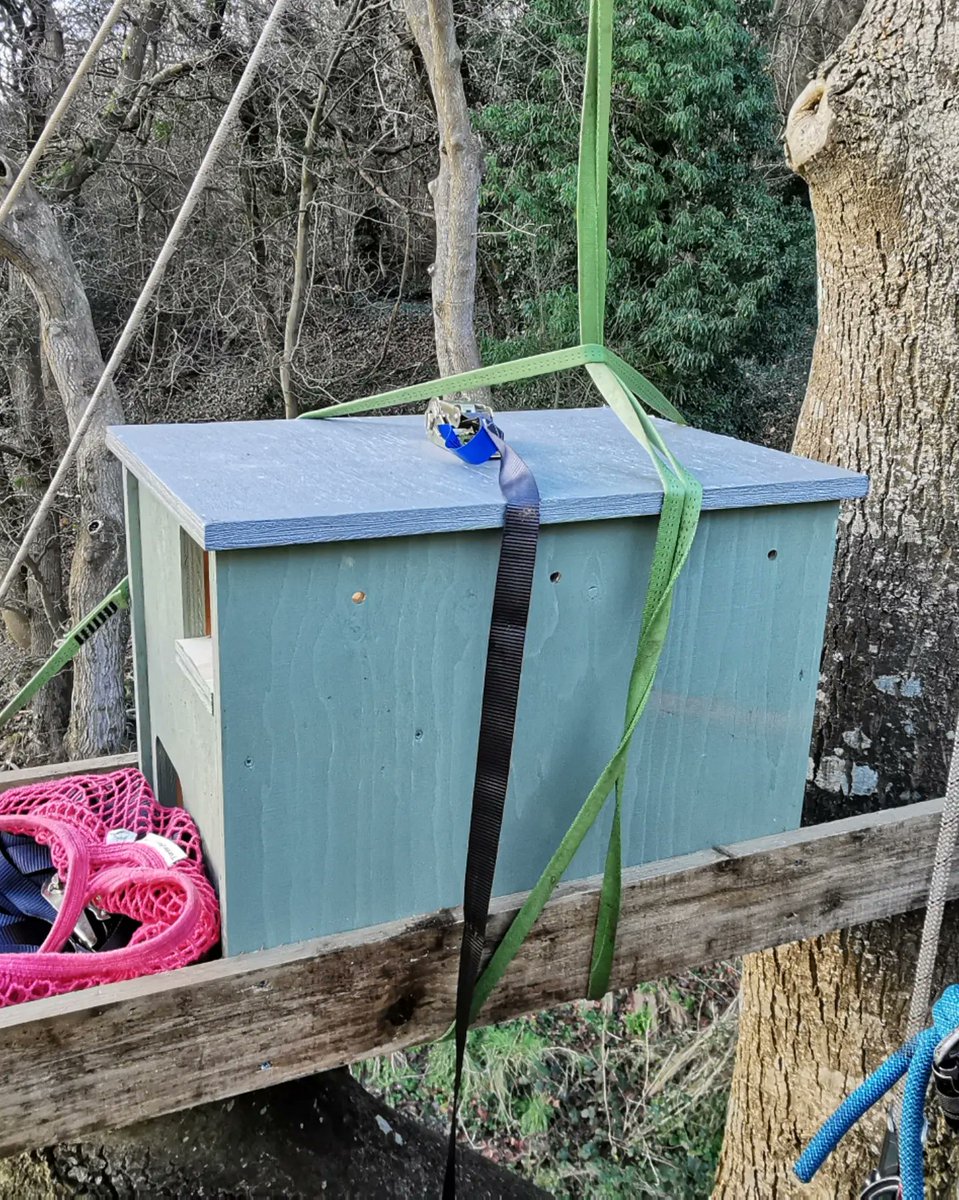 jraldred's tweet photo. Made the most of yesterdays dry weather to get our new Barn Owl box up. Received some good advice from @raptor_jimmi at charity #RaptorAid. Chose a nice mature Ash with a sheltered south facing view. Fingers crossed that owls like it and that they get in before the jackdaws 🤣 https://t.co/SmuRN3pc2m