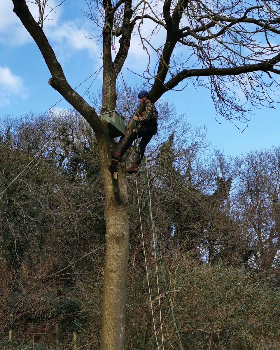 jraldred's tweet photo. Made the most of yesterdays dry weather to get our new Barn Owl box up. Received some good advice from @raptor_jimmi at charity #RaptorAid. Chose a nice mature Ash with a sheltered south facing view. Fingers crossed that owls like it and that they get in before the jackdaws 🤣 https://t.co/SmuRN3pc2m