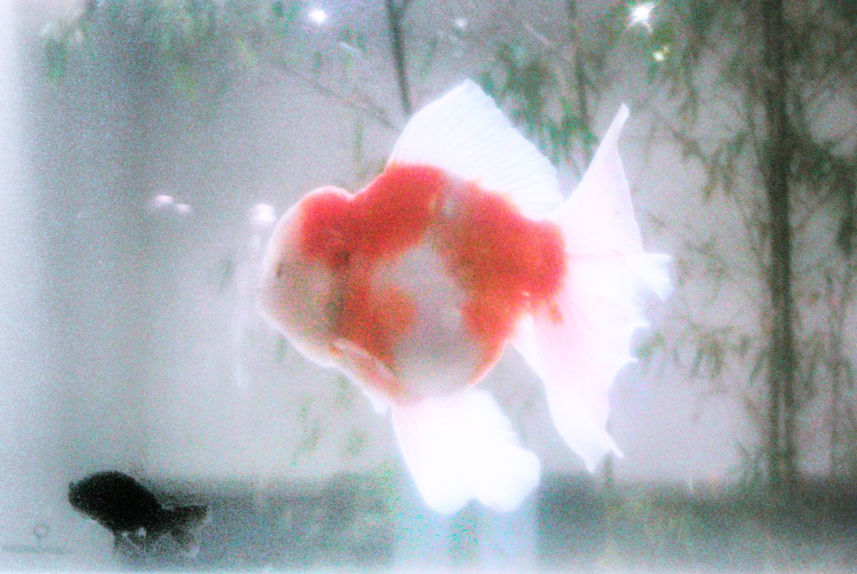 이른 イルン tweet media