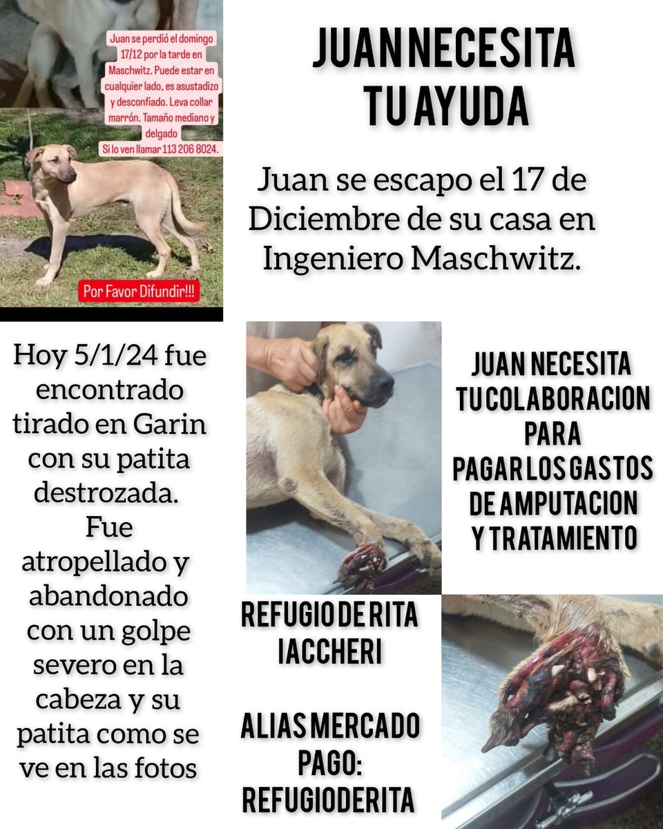 ELqtJEDI's tweet photo. Hola @ginotubaro @TheAtomicLab     Mi perro Juan; estuvo perdido 20 dìas, lo encontré c/su patita derecha, su mano, destruida.  Recomiendan amputar, pero no quiero q pierda toda su pata. Pensé en tus prótesis.  No sé si hacés para perros. Desde ya que agradezco tu respuesta.Rita https://t.co/t0HnFDoRRc