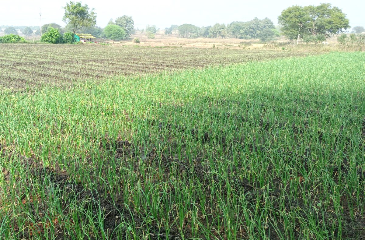 DFOBalangir's tweet photo. Sri Laljhar Chinagun, supported by AJY and Horticulture, thrives in onion farming!! 4 quintals harvested, sold at Rs. 20/kg. #HarvestSuccess #SustainableAgriculture #CommunityFarming #AJYSupport #HorticultureTriumph #BalangirDistrict #FarmersSuccess #AJY @CMO_Odisha @ForestDeptt https://t.co/GntbAALUAU