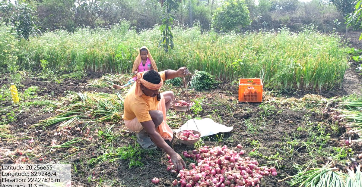 DFOBalangir's tweet photo. Sri Laljhar Chinagun, supported by AJY and Horticulture, thrives in onion farming!! 4 quintals harvested, sold at Rs. 20/kg. #HarvestSuccess #SustainableAgriculture #CommunityFarming #AJYSupport #HorticultureTriumph #BalangirDistrict #FarmersSuccess #AJY @CMO_Odisha @ForestDeptt https://t.co/GntbAALUAU