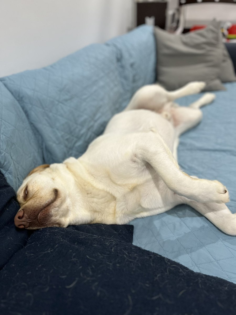 今日は白目剥いて寝るそうです😂
おやすみなさい💤