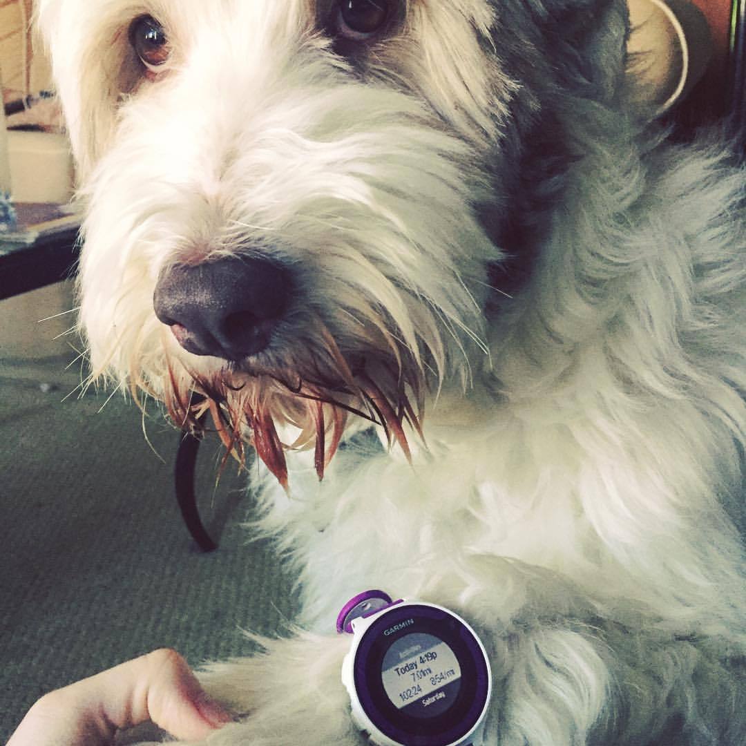 whyaredogscute's tweet photo. Meet the furriest fitness guru around! Paws and reflect on those step goals. 🐾🏋️‍♂️ #dog #funny #cute #cutedog #fitnesspup #stepgoals #dogsofTwitter https://t.co/71KEenmxlM