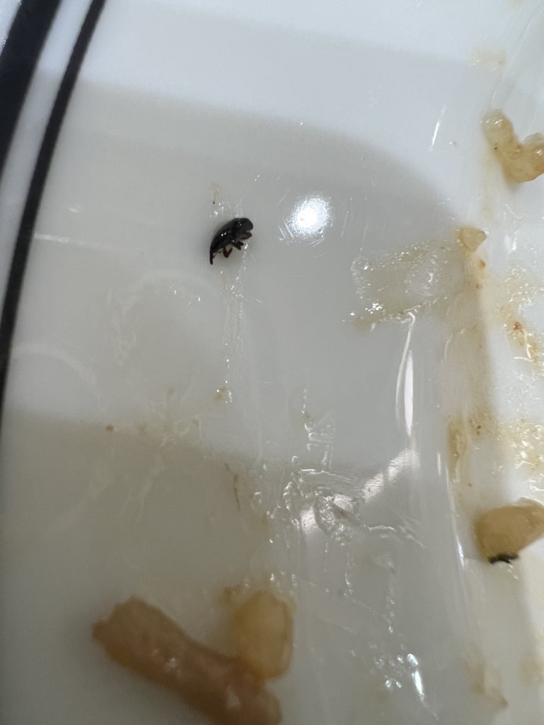 volapcious's tweet photo. Today me and my husband went to dine at a very fancy restaurant named #Paul  located at #Phoenixmall, #LowerParel, #Mumbai to our dismay we found weevil in our rice &amp; the staff seemed very casual about it and said it’s black sesame so I took a photo to show you’ll https://t.co/AXWRKlLGxv