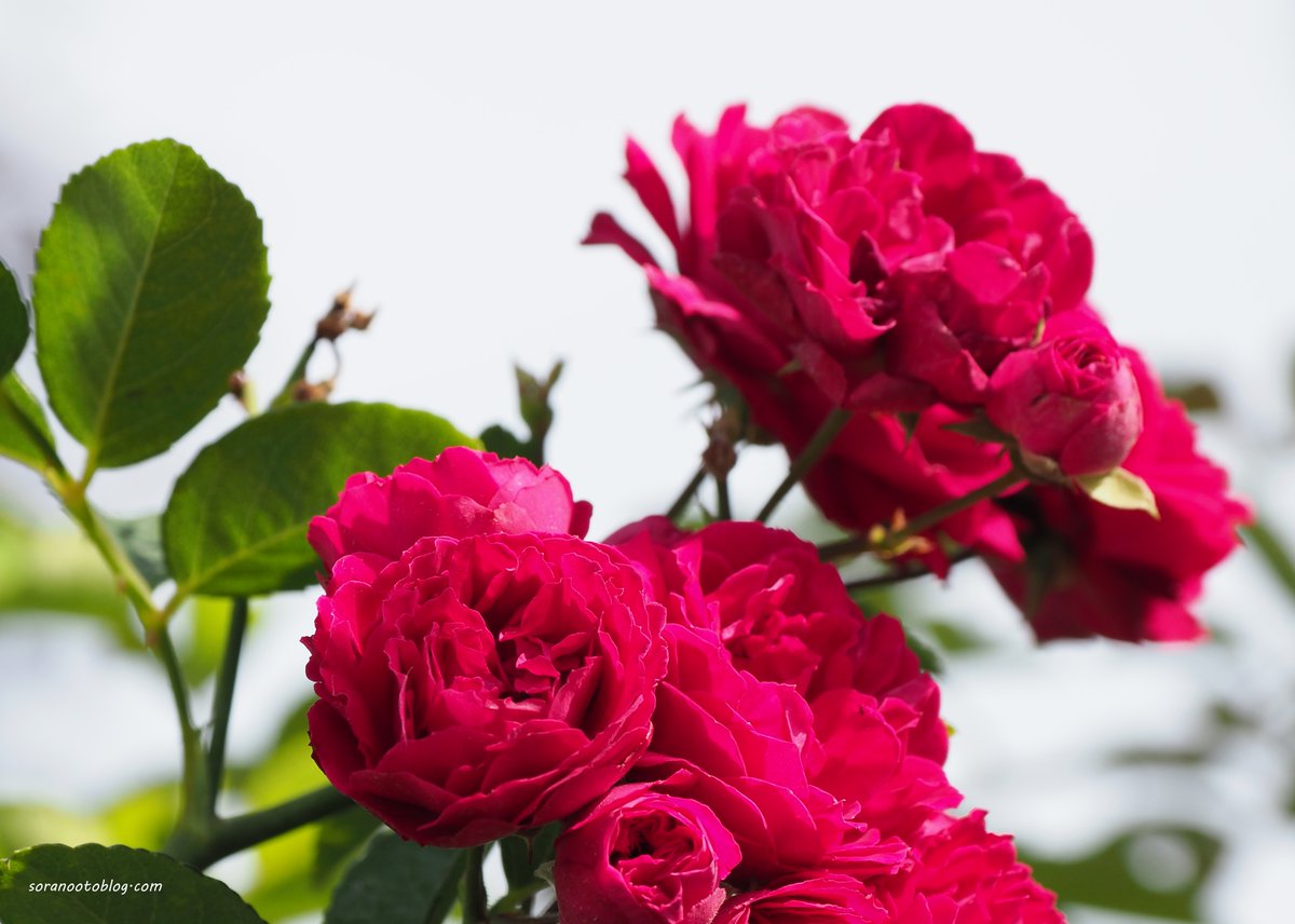 soranootoblog's tweet photo. rose🇯🇵

#photooftheday #photography #flowerphotography #nature #TLを花でいっぱいにしよう #写真好きな人と繋がりたい #こんな時こそTLに花を咲かせよう https://t.co/VVGRI0no8s