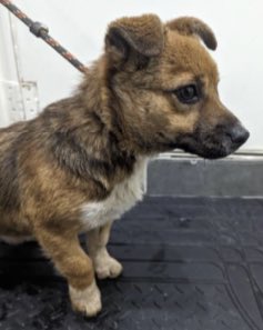 🆘 Anyone recognise this FOUND #DOG? This male Terrier Cross was picked up as a stray by the dog warden in #Acton NW10 - no chip ☎️ 03444 828 300 Ref LBE SDKT01109 #FoundDog