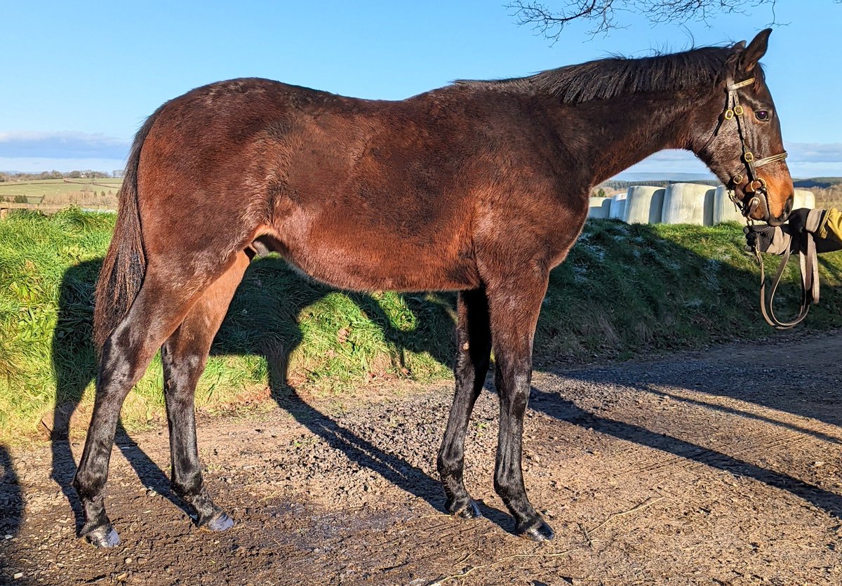 JessWestwood's tweet photo. Getting excited taking the pics while the ☀️is out. Ready for @GoffsUK NH Foal sale in two weeks. #LotsOfBlackTypePages #Nathaniel #GoldenHorn #MaskedMarvel #GreatPretender #BeaumecDeHouelle #Dartmouth #Gentlewave https://t.co/5BINFC8ztf