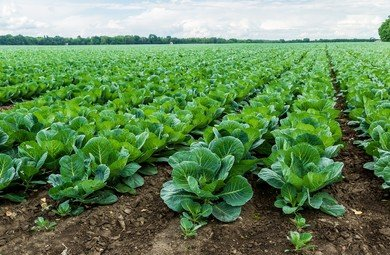 WorldlyHQ's tweet photo. Dear farmers, what do you see as more advantageous between indoor farming and outdoor farming? https://t.co/40tf3NbmTu