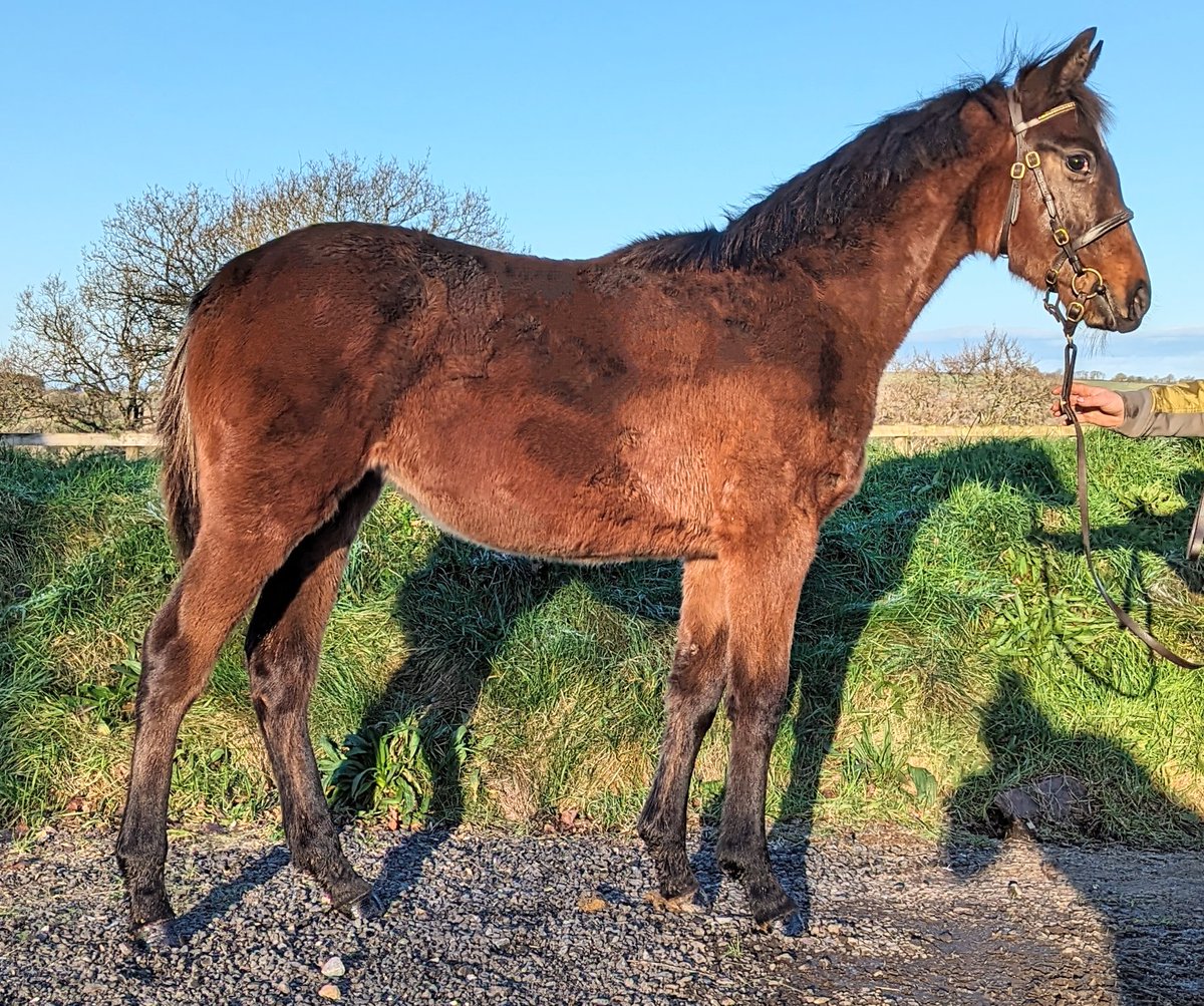 JessWestwood's tweet photo. Getting excited taking the pics while the ☀️is out. Ready for @GoffsUK NH Foal sale in two weeks. #LotsOfBlackTypePages #Nathaniel #GoldenHorn #MaskedMarvel #GreatPretender #BeaumecDeHouelle #Dartmouth #Gentlewave https://t.co/5BINFC8ztf