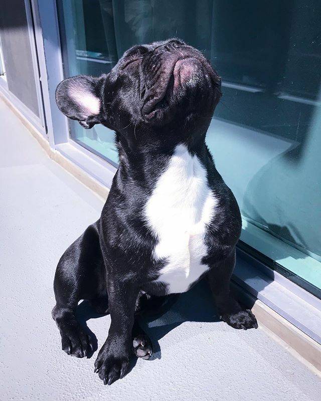 Thefrenchiegang's tweet photo. Perfect shoot..............❤️❤️❤️
.
.
.
.
.
#frenchielover #Frenchie #frenchieworld #frenchieoftheday #frenchiebully #frenchiepuppy #ilovemyfrenchie #frenchieoftheday #frenchbulldog #theworldoffrenchbulldog #frenchbulldoglover https://t.co/YpBF4M5Kj7