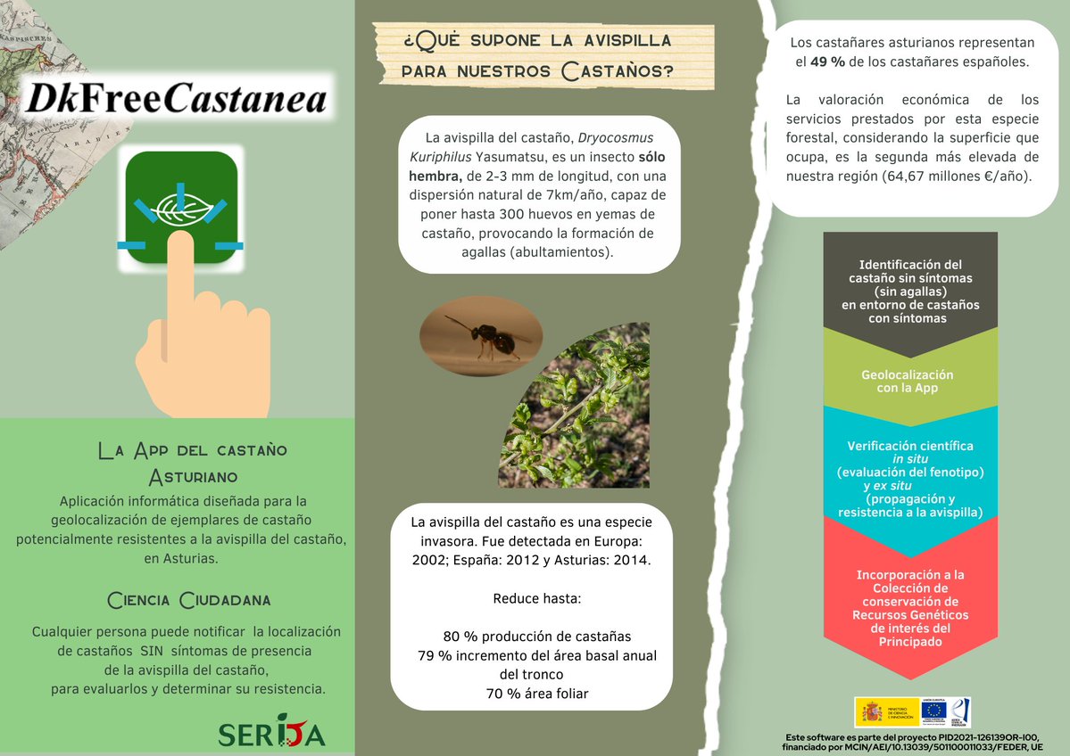 🪳🪳La avispilla del #castaño es una especie invasora que reduce hasta:
🔴 80 % la producción de castañas
🔴79 % el incremento del área basal anual del tronco
🔴70 % el área foliar
Tu puedes ayudar a combatirla ❗️ 
Descarga la app #DkFreeCastanea (web y móvil)
#ReCEPA <a href="/AgEInves/">Agencia Estatal de Investigación</a>