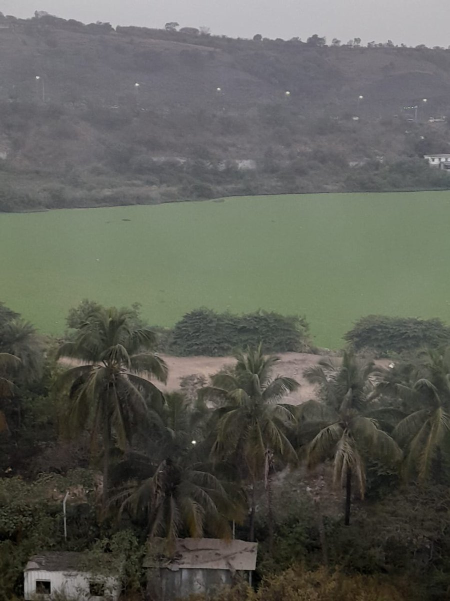 ShreyasDesh28's tweet image. 📣 Attention @PMCPune &amp;amp; @EnviroMinisterMaha, @MahaDGIPR! @AjitPawarSpeaks  Disturbing scenes at Jambhulwadi Lake, Pune-Bangalore bypass, with floating waterfowl causing contamination! 🦢🌊 Immediate intervention needed to safeguard this vital resource. #Pune