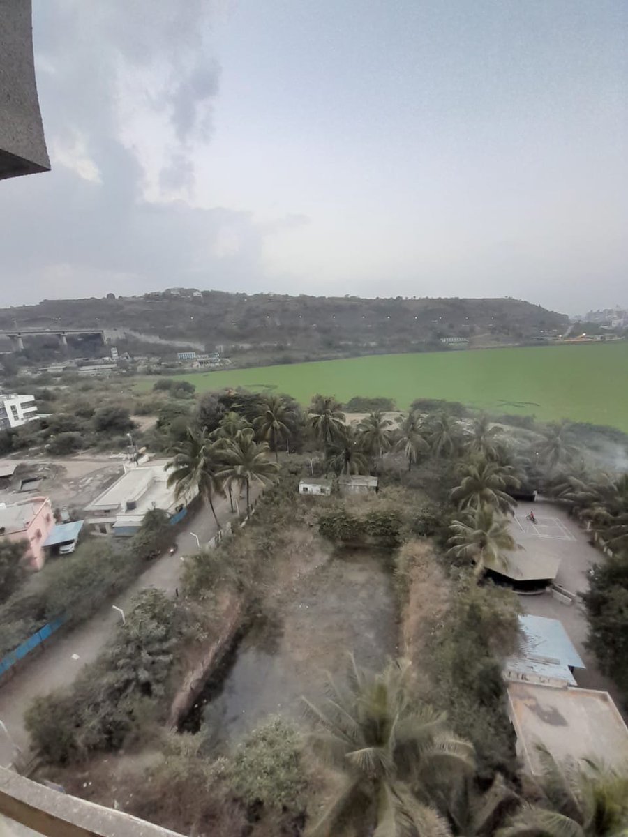 ShreyasDesh28's tweet image. 📣 Attention @PMCPune &amp;amp; @EnviroMinisterMaha, @MahaDGIPR! @AjitPawarSpeaks  Disturbing scenes at Jambhulwadi Lake, Pune-Bangalore bypass, with floating waterfowl causing contamination! 🦢🌊 Immediate intervention needed to safeguard this vital resource. #Pune