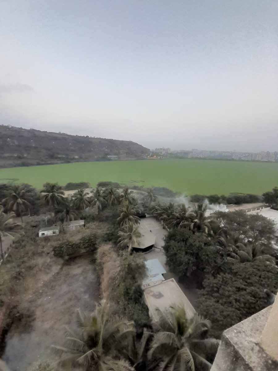 ShreyasDesh28's tweet image. 📣 Attention @PMCPune &amp;amp; @EnviroMinisterMaha, @MahaDGIPR! @AjitPawarSpeaks  Disturbing scenes at Jambhulwadi Lake, Pune-Bangalore bypass, with floating waterfowl causing contamination! 🦢🌊 Immediate intervention needed to safeguard this vital resource. #Pune