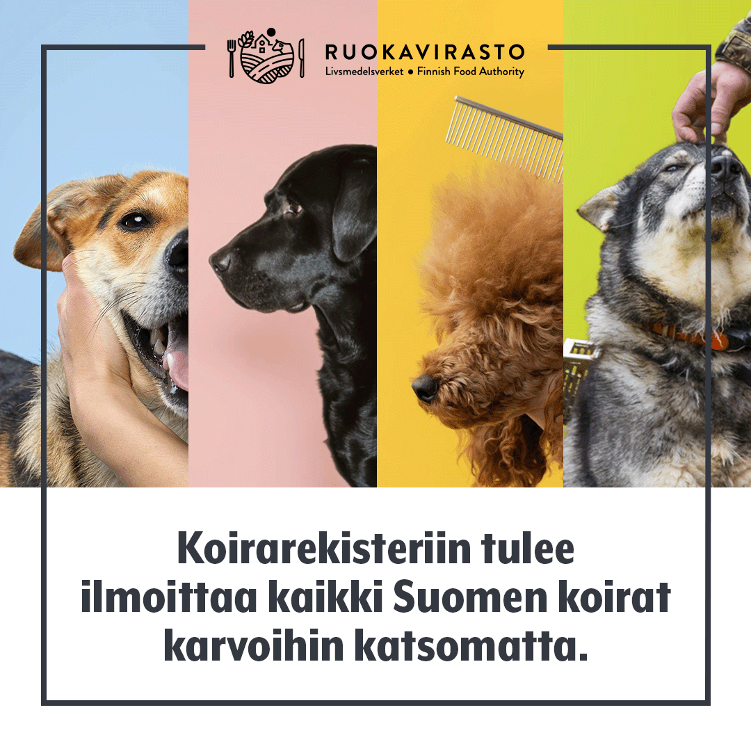 Koiran haltija on vastuussa oikeiden tietojen ilmoittamisesta #koirarekisteri’in. Tahallisista vääristä rekisteri-ilmoituksista Ruokavirasto tekee aina tutkintapyynnön poliisille. Vahvan tunnistautumisen myötä ilmoittaja on aina myös tunnistettavissa. 👇

ruokavirasto.fi/koirarekisteri…