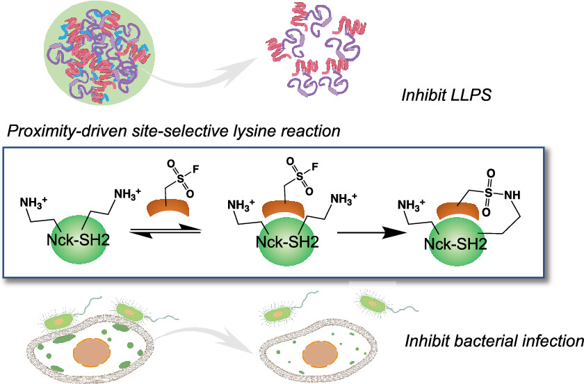 ACSCentSci's tweet photo. A designed peptide selectively reacts with a single lysine residue on Nck, disrupts phase-separated signaling coacervates, shuts down an intracellular signal, &amp; inhibits E. coli infection

NEW #ASAP by Jiang Xia, Chunjian Wu &amp; team #CUHK
Read it here: https://t.co/PQPvGKG967 https://t.co/clR8GQv9uU