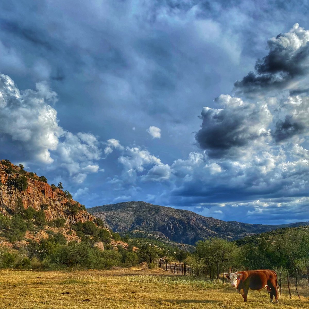 azfb's tweet photo. An #AZsky, an #AZlandscape with #AZbeef in the foreground... well, an #AZbull that helps produce Arizona #Beef... all is right with the world. (Photo courtesy Angie Newbold of Gila County.) https://t.co/tsfDto2kho