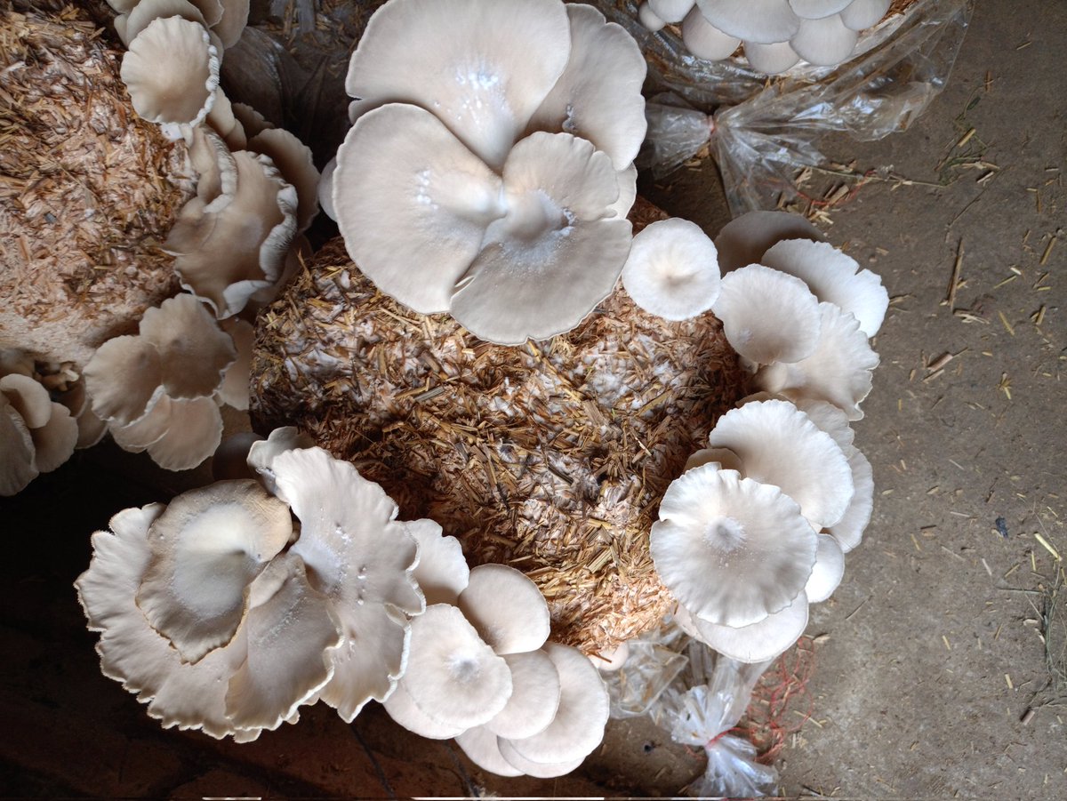 dudhwalive's tweet photo. Oyster mushroom, Village Manhan, District Kheri, India https://t.co/Tau0jSVLQO