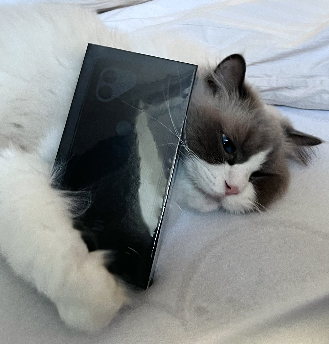 Finally got my 2 <a href="/solanamobile/">Seeker | Solana Mobile</a> in the mail! The cat loves them 🫡

Keeping one sealed to potentially sell. DMs open for offers 👀