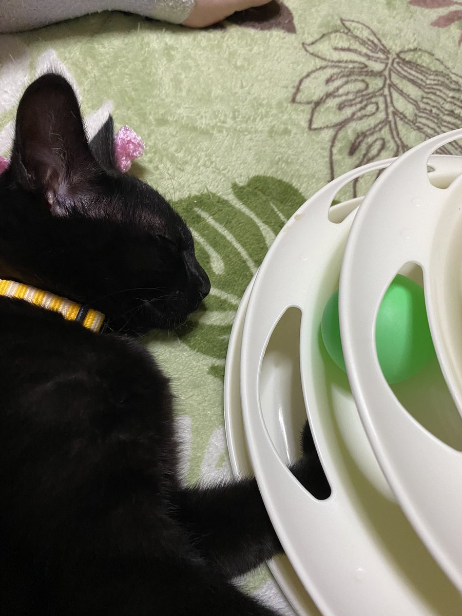 どうも
電池切れた猫です🐈‍⬛