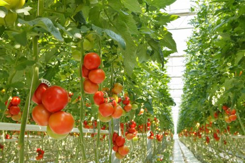 WorldlyHQ's tweet photo. Modern agriculture is more sustainable! Let's do it to feed the rising population! https://t.co/NveR04dQ8c