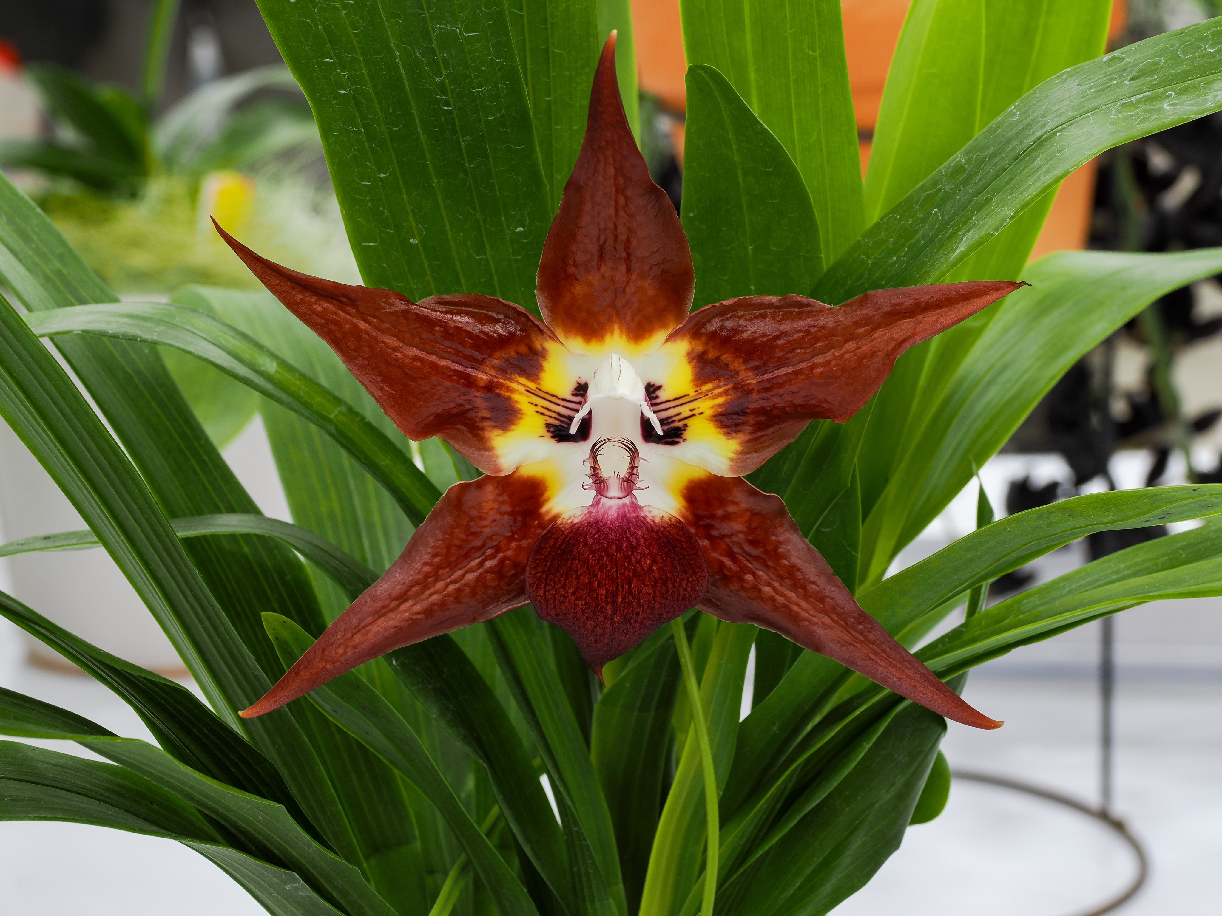 Quesnelia liboniana 子株一つ Quesnelia liboniana 子株一つ