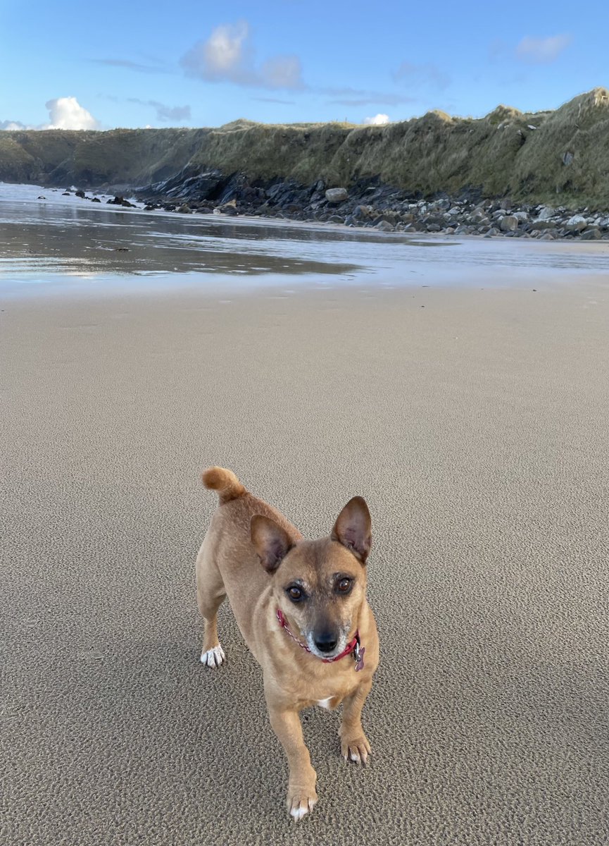 Day 8/100 of days of walking with #Rubybeag on Errarooey beach #Donegal #100daysofwalking ⁦@welovedonegal⁩ ⁦@WAWHour⁩ ⁦@wildatlanticway⁩ ⁦@visit_donegal⁩ ⁦@Failte_Ireland⁩