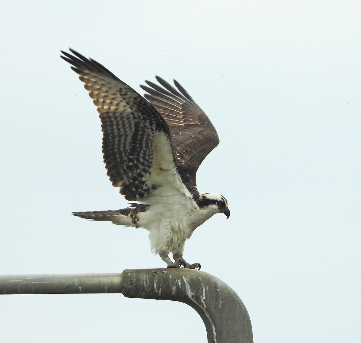 AudubonOrleans's tweet photo. Birding Fontainebleau State Park
Sat. Jan. 13, 8:00 a.m.
Location: East of Mandeville on Hwy 190. Meet at the large parking  lot closest to the lake. $3.00 entrance fee required. Free for Louisiana  Senior Citizens.
Leaders: Holly Morales, Glenn Ousset #birding https://t.co/05hhCmgjUM