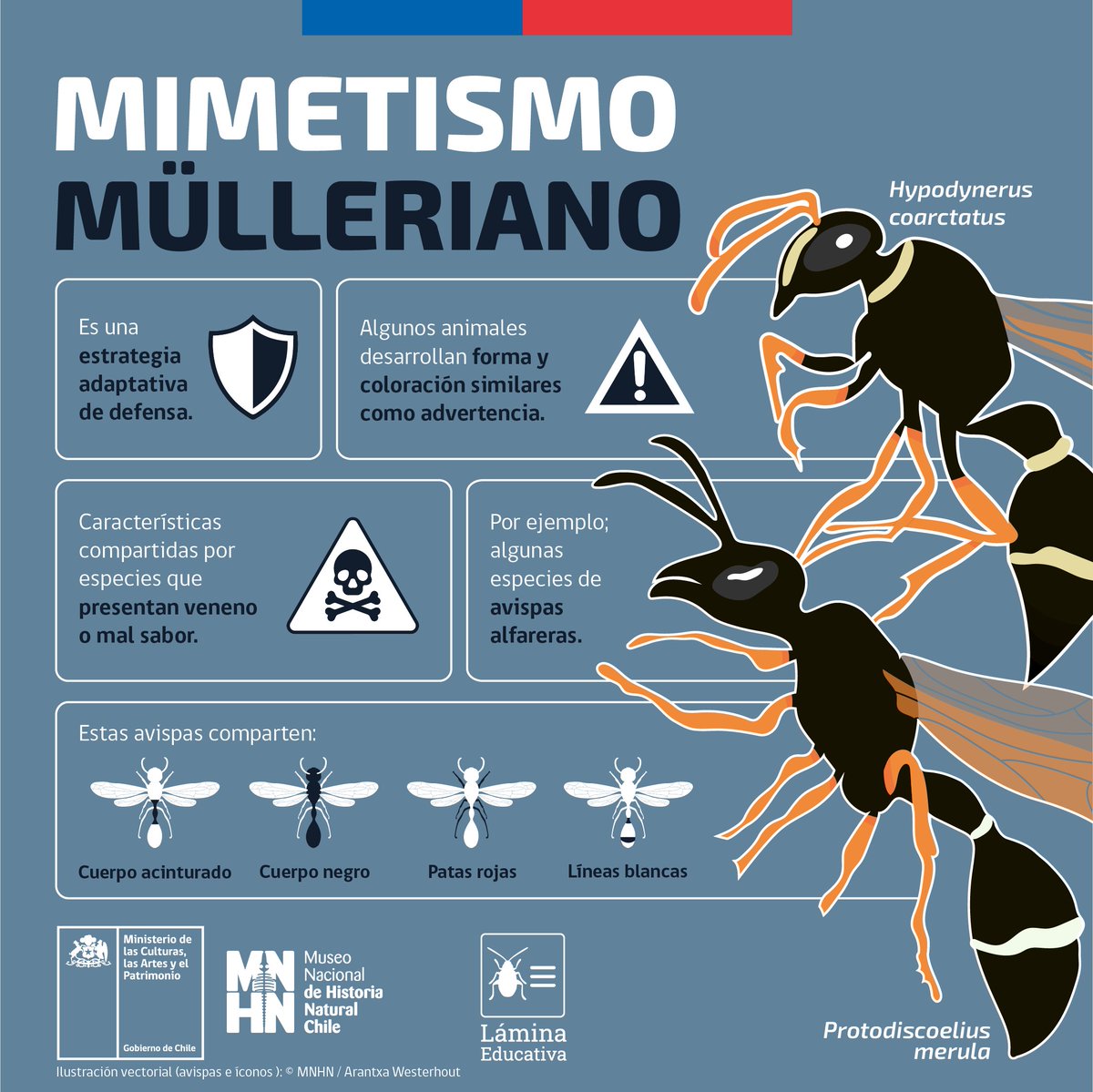 Museo Nacional de Historia Natural tweet media