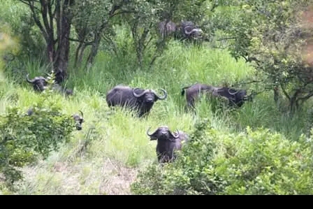 ABPInfos's tweet photo. #Burundi - #Environment: In order to avoid the wandering of animals, @ObpeBurundi (OBPE) intends to fence the parks and other protected areas, starting with the #Ruvubu national park, #OBPE Director General Berchmans #Hatungimana has announced.
👉https://t.co/Wppiqc2Nto https://t.co/s1nvp3xtzG
