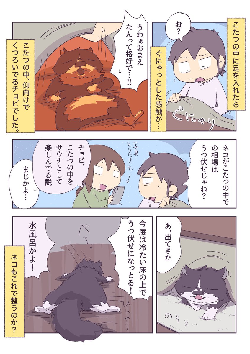サウナネコ 