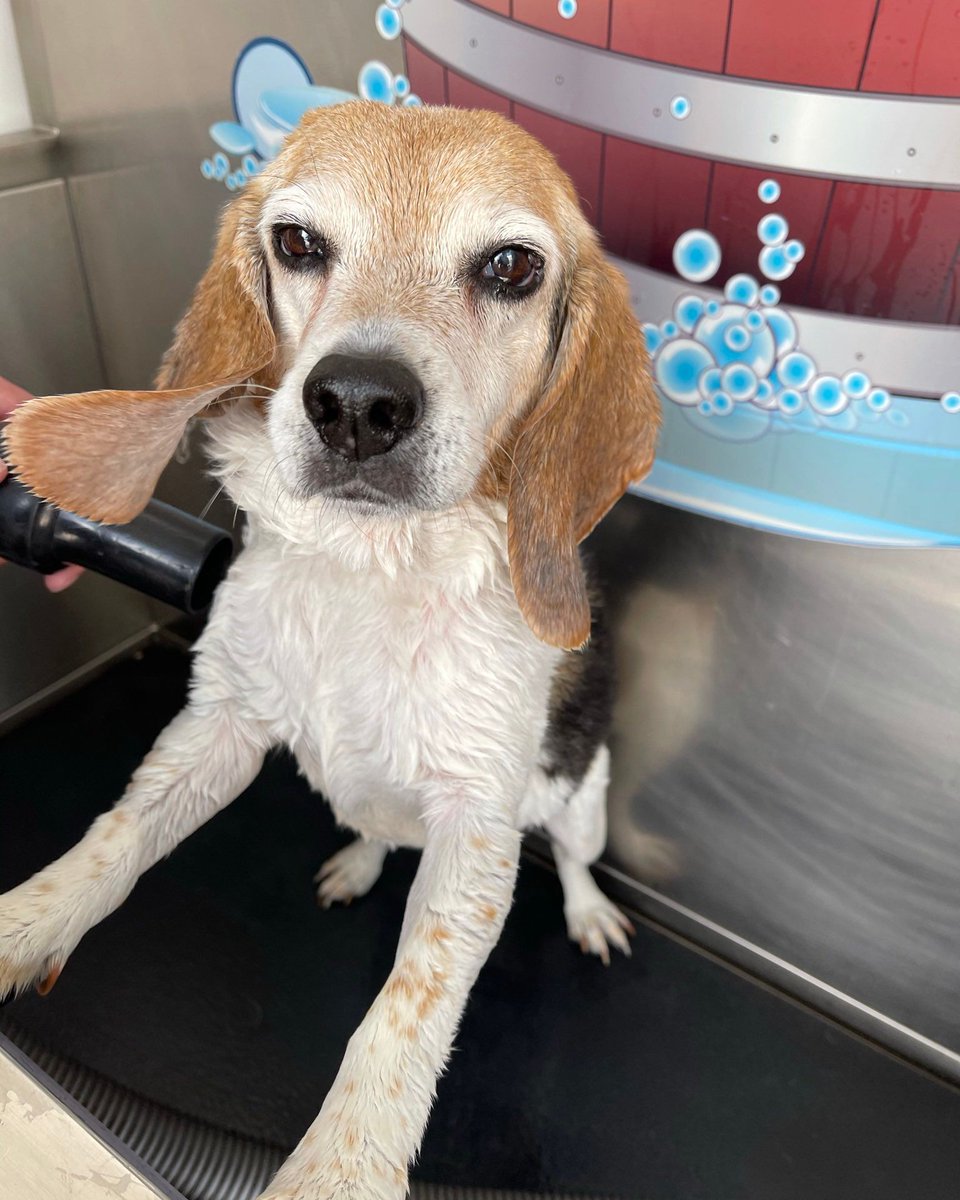 beaglefacts's tweet photo. Longitudinal studies have shown that a bath invokes feelings of betrayal in the #beagle, greater than that of petting another dog. #beaglefacts

📷 @fairweather5280 / Twitter https://t.co/bGrQYIbdKQ