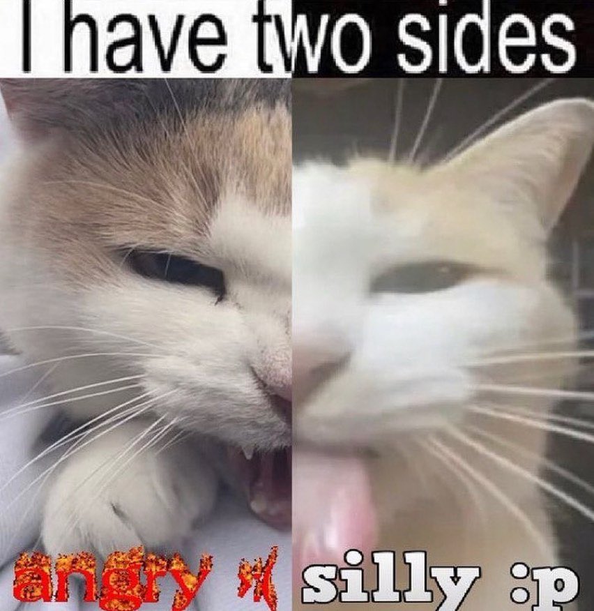 Miau :3 (Cat Posting) 🇵🇸 tweet media