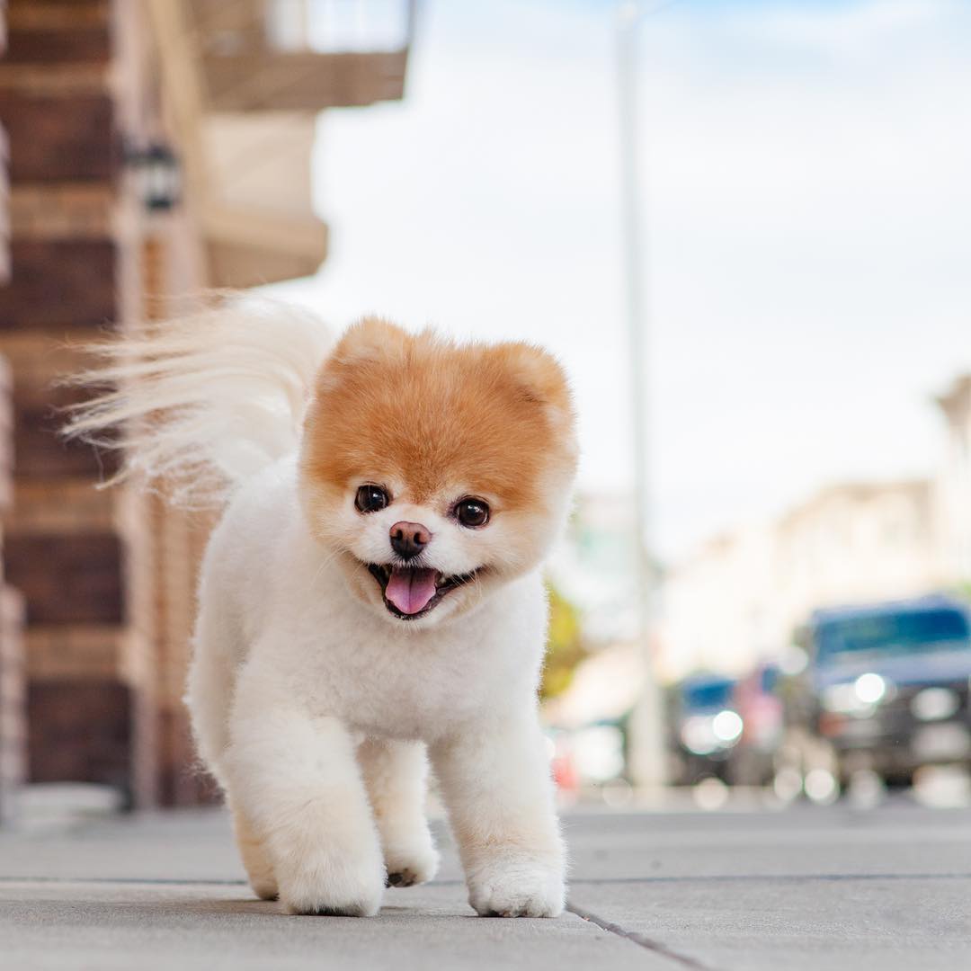 Pet Ngáo tweet media
