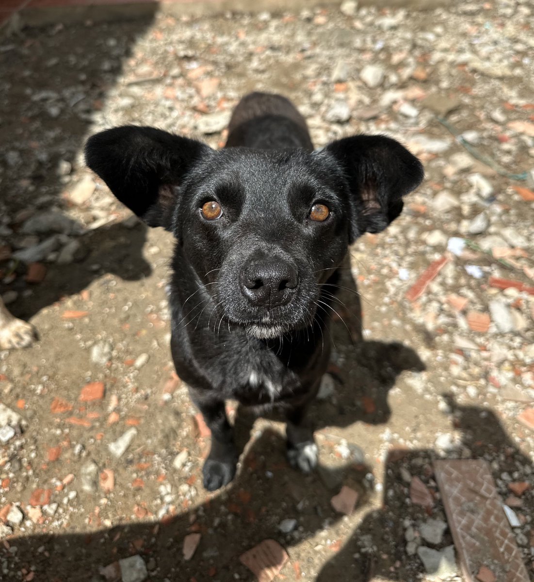 AsociacionMi's tweet photo. Celeste sigue buscando familia, no recibimos un solo formulario por ella 🥺🥺😥 es hermosa. 

Si deseas cambiar tu vida y la de ella por favor escribe al 📱 3118009018 https://t.co/JJkyDvraL4