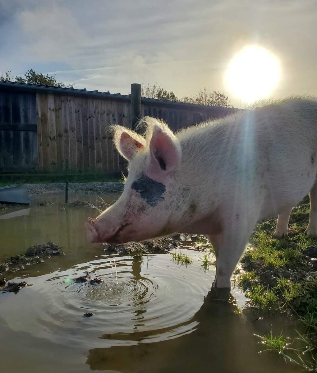 Refuge GroinGroin&Co 🐷 tweet media