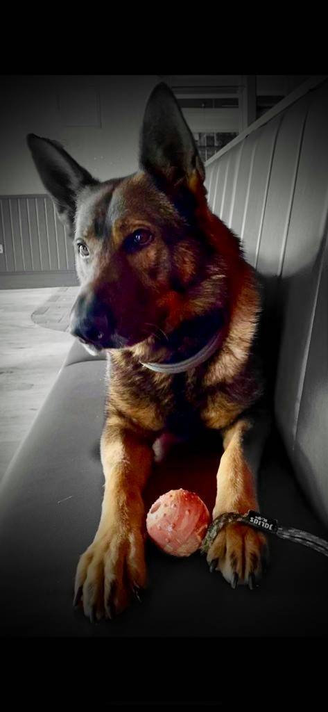 PSOSDogs's tweet photo. It's retirement day for #PDYogi in Aberdeen. He's leaving to have a life of luxury with his handler PC Warden &amp; will be keeping the sofa warm. Filling the Yogi's spot will be a new puppy who will be trained &amp; then go on to a new handler somewhere in Scotland.

#PawsomeRetirement https://t.co/LOv9G0oTIm