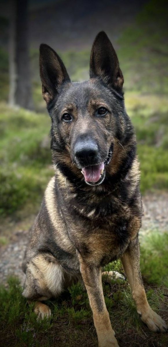 PSOSDogs's tweet photo. It's retirement day for #PDYogi in Aberdeen. He's leaving to have a life of luxury with his handler PC Warden &amp; will be keeping the sofa warm. Filling the Yogi's spot will be a new puppy who will be trained &amp; then go on to a new handler somewhere in Scotland.

#PawsomeRetirement https://t.co/LOv9G0oTIm