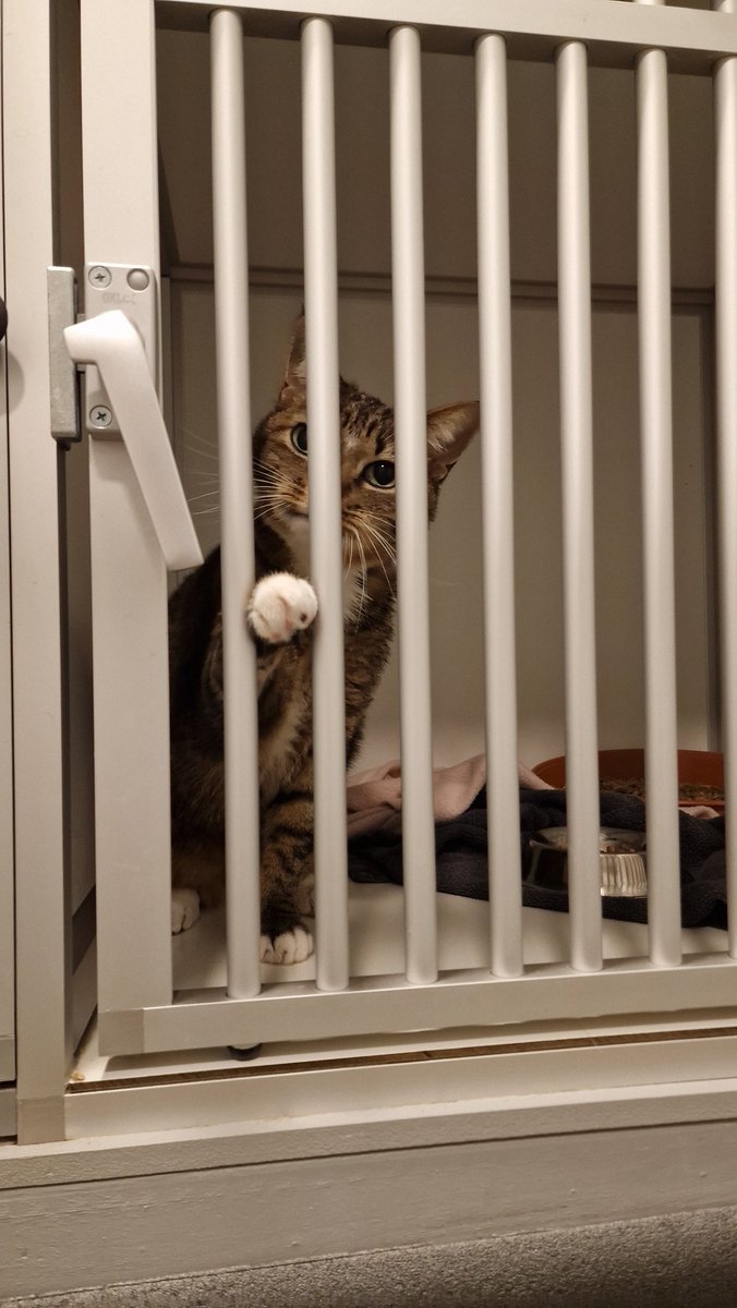 MARKdierenarts tweet media