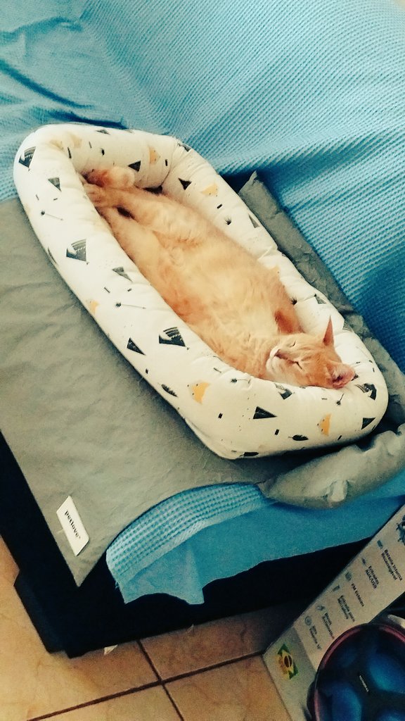 Julyu's tweet photo. @gatinarios Paçoquinha https://t.co/Yp2kOvAZvZ