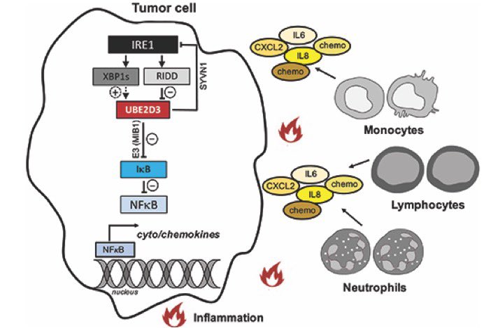 As previously announced by @Eric_Chevet, I am very pleased to see our last paper entitled ‘IRE1 endoribonuclease signaling promotes myeloid cell infiltration in glioblastoma’ published in @NeuroOnc  !

academic.oup.com/neuro-oncology…