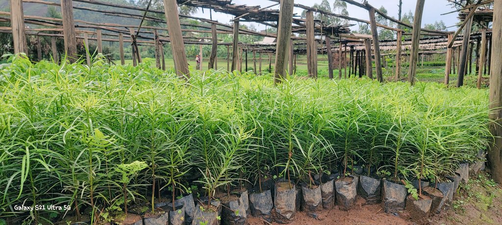 We're collaborating to restore our landscapes and build resilience in the face of climate change. 
#GreenRwanda #MulaKiLaProject
#YouthInAgriculture