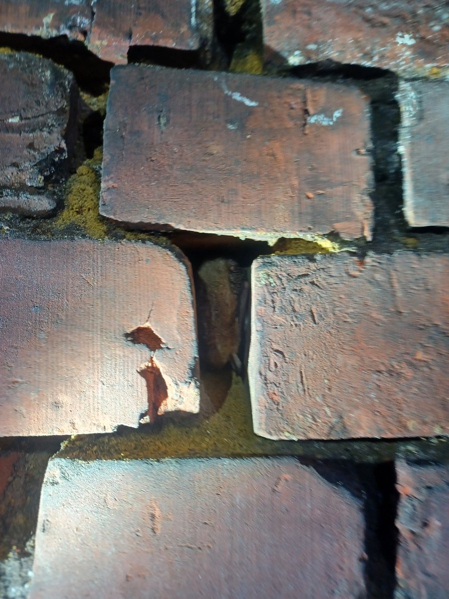 Hibernation season is underway. We found some adorable little guys during one of our hibernation checks. Become a member to join us on one soon! 
#bats #bat #hibernation #ecology #wildlife