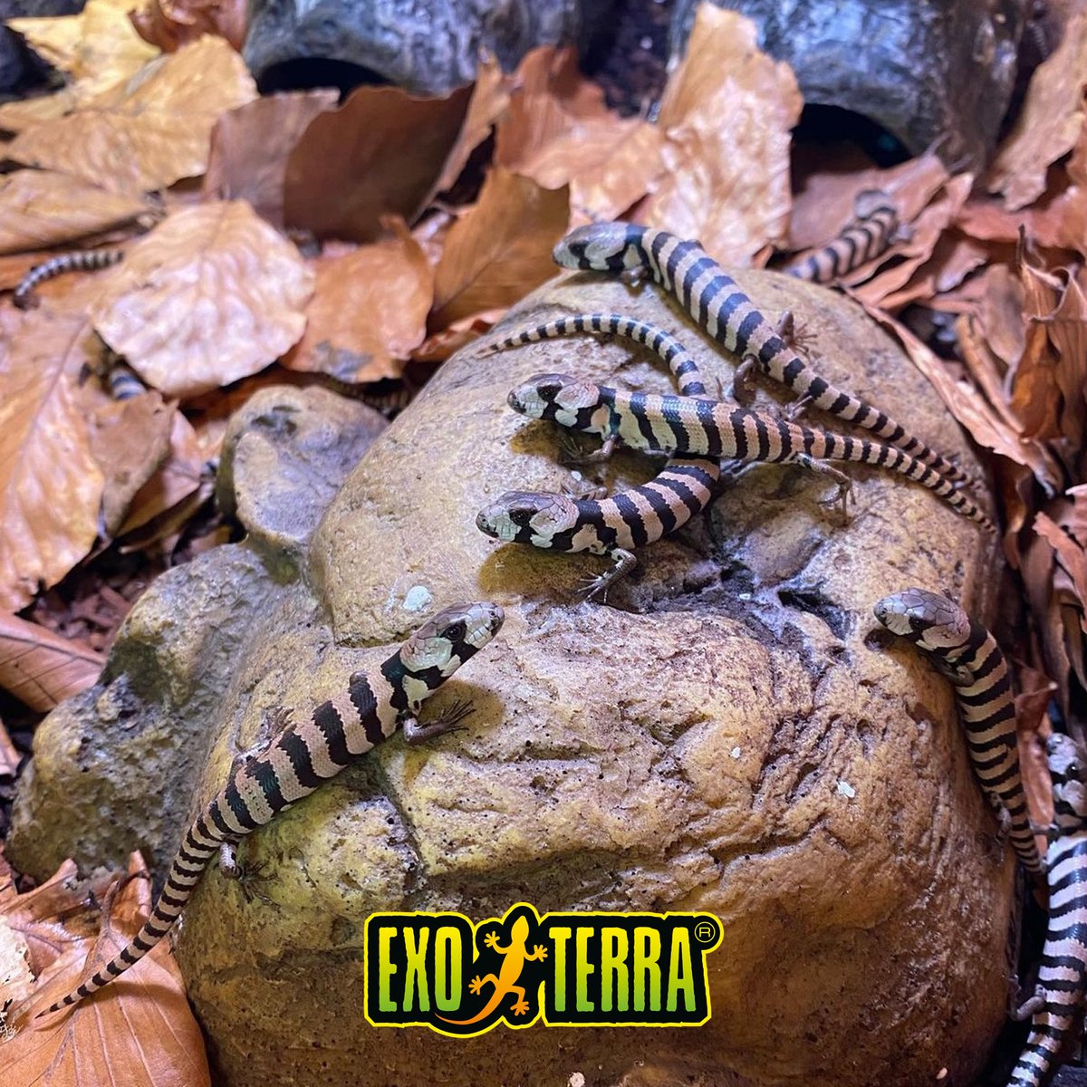 ExoTerra's tweet image. Recently born juveniles of the pink-tongued skink (Cyclodomorphus gerrardii) on the Exo Terra Pebble Cave. The young become independent immediately after birth and do not require parental care. 

📸  Lars Lindner, Hagen Germany
#ExoTerra