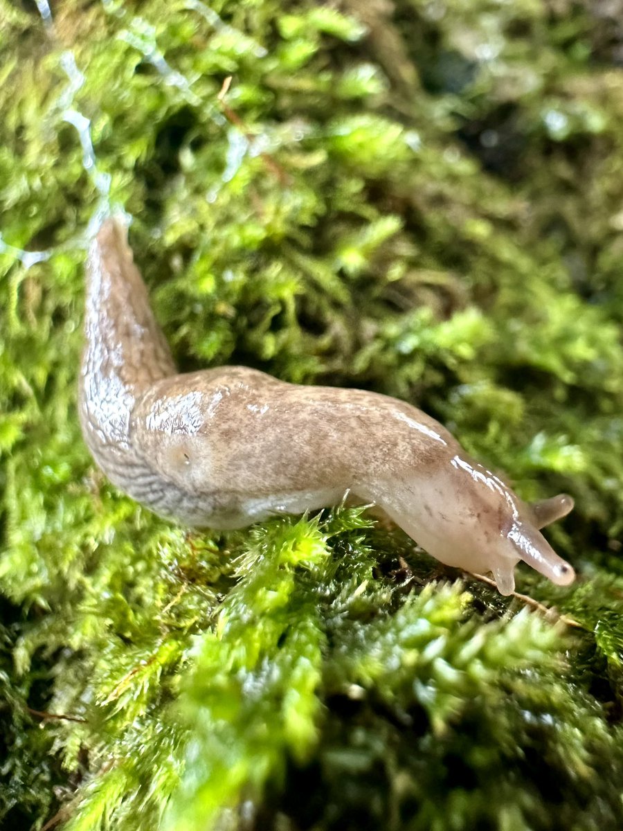 MandyLSimard's tweet photo. TIME…
Sometimes flies
like a bird,
Sometimes crawls
like a snail.
#macro #MacroMonday #insect #macrophotography #nature #naturelovers #NaturePhotography #MondayMotivation #snail #MacoHour #ThePhotoHour #Mondayvibes https://t.co/ER51eoDeuI