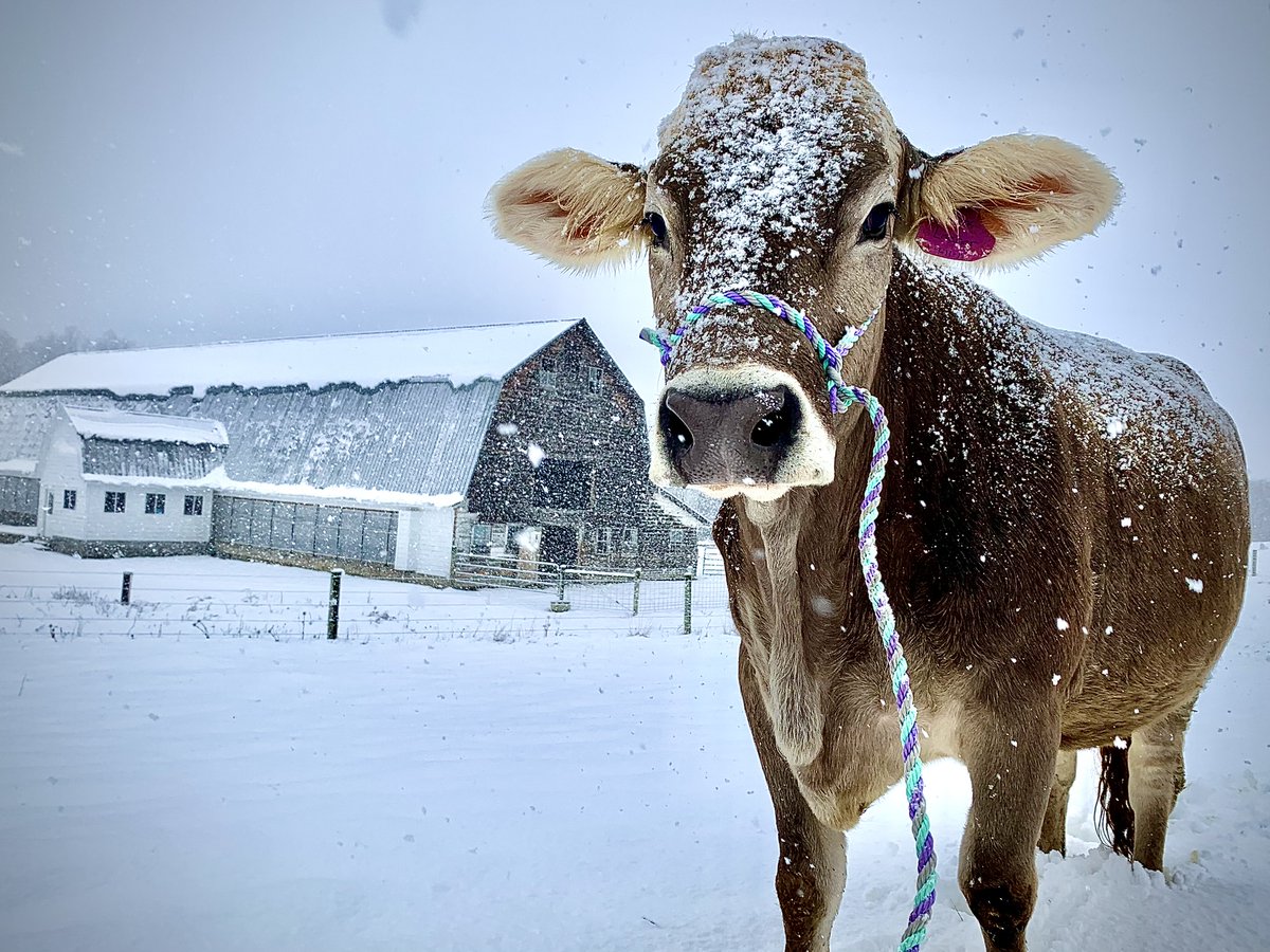 FCEast's tweet photo. Photographer Sarah Knoblauch snapped a photo of this snowy cow, featured in our 2024 Agricultural Views calendar. Submit your agriculture, commercial fishing and forestry photos for our 2025 calendar at https://t.co/atTS4eNALc! #AgriculturalViews #AgViews #MadeInAgriculture https://t.co/cpk6Hb7ON7