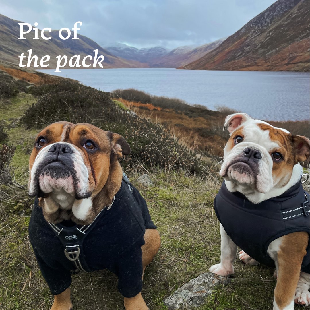 Outdoor adventures #PoweredByBellaAndDuke

📸 Leanne Mclarty

#PicOfThePack